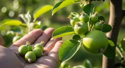 The Science of Fruit Thinning: Preventing Biennial Bearing in Apple and Peach Trees
